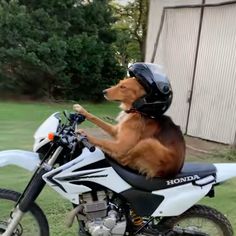 a dog sitting on the back of a motorcycle with its front paws in the air