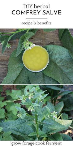 some green plants and leaves with text overlay that says diy herb comfy salve recipe & benefits