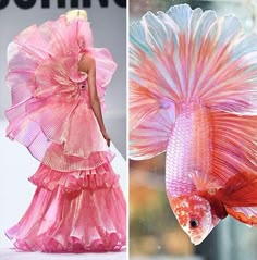 two pictures of different types of fish on the catwalk, one in pink and one in red