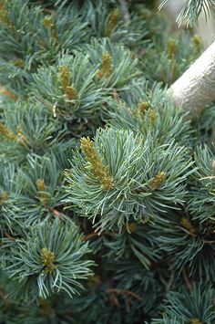 a bird perched on top of a pine tree next to a branch with green needles