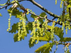 some green leaves and branches against a blue sky