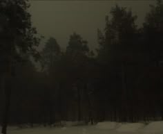 a dark forest filled with lots of trees covered in snow and lightening from the sun