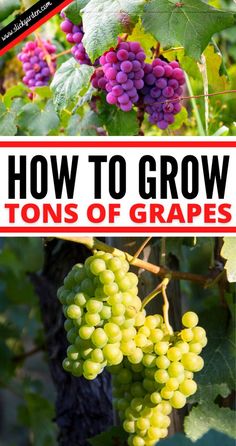 How Do Grow Tons Of Grapes? Remember, the variety should be according to the purpose for which you are growing grapes. … | Grape plant, Fruit garden, Growing grapes
