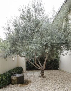 an olive tree in the middle of a garden