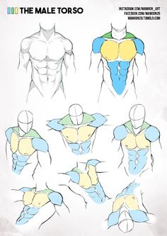 the male torso is shown in various positions and colors, including blue, green, yellow and