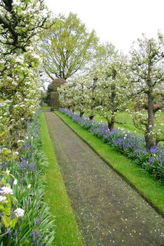 the path is lined with flowering trees and bluebells on both sides of it