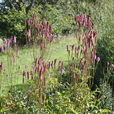 some purple flowers are growing in the grass