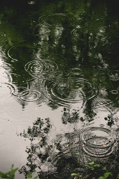 raindrops floating on the surface of a pond with ripples in it's water