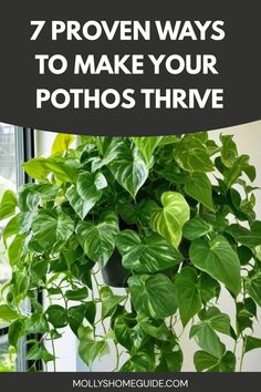 a potted plant with the words, 7 proven ways to make your pots thrve