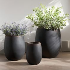 three black vases with plants in them sitting on a wooden floor next to a window