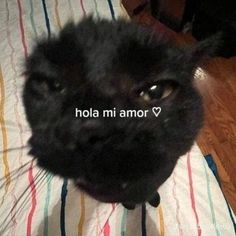 a black cat is sitting on a bed with the caption hola mi amor