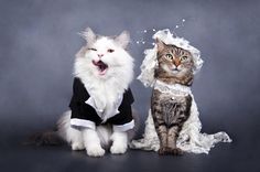 two cats dressed up as bride and groom with caption that says tanks gawd at do navt taye, distopid katt tu be mai wif