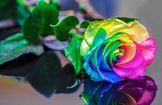 a rainbow colored rose sitting on top of a glass table next to leaves and water