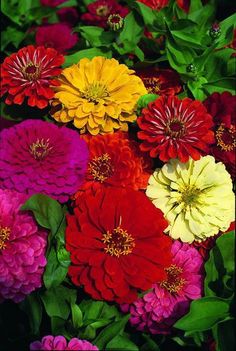 many different colored flowers with green leaves