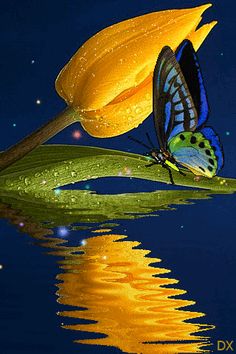 a butterfly sitting on top of a yellow flower next to the water's edge