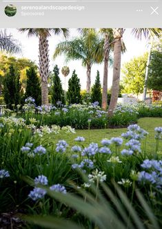 blue flowers are in the middle of a garden with palm trees and other greenery