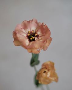 two pink flowers with green stems in front of a gray background and one flower has yellow stamens