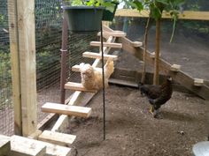 chickens are walking around in their pen at the zoo