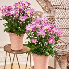 two pink flower pots sitting on top of a table next to a wicker chair