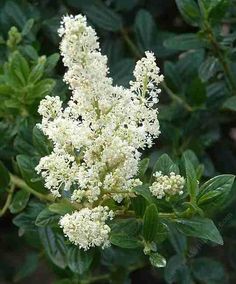 the white flowers are blooming on the tree