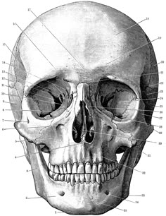 an image of a human skull with labels on the front and back side, labeled