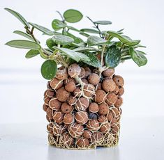 a plant is growing out of a vase filled with nuts and other things in it