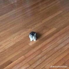 a small black and white kitten sitting on top of a hard wood floor