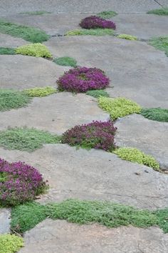 some purple and green plants growing out of the cracks in a stone walkway that is lined with rocks