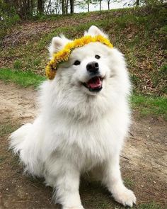 a white dog with a yellow flower in its hair sitting on the ground next to some grass