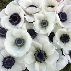 an arrangement of white and black flowers in the grass