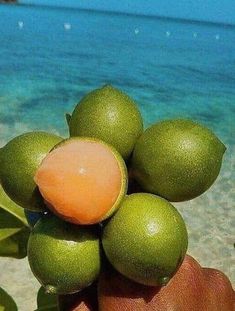 a person is holding some fruit on the beach