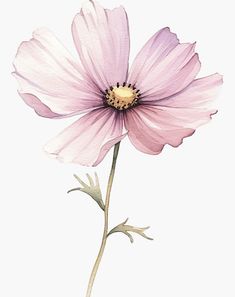 a pink flower on a white background