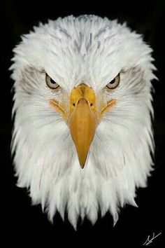 an eagle's head is shown in this artistic photograph