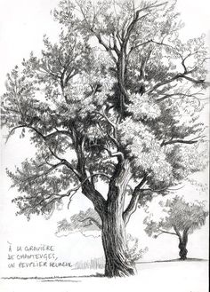 a pencil drawing of a tree