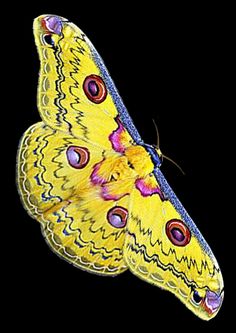 a yellow butterfly with purple spots on it's wings