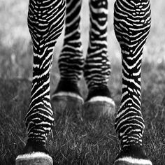 black and white photograph of zebra's legs with stripes on their pants, in the grass