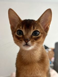 a cat with big blue eyes sitting on top of a bed looking at the camera