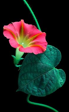 a pink flower with green leaves on a black background