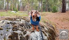 a small dog wearing a blue scarf sitting on top of a rock in the woods