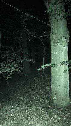 a black and white photo of a person in the woods at night with a flashlight