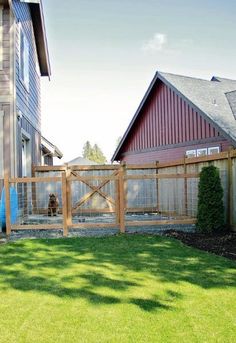 a dog is sitting in the back yard behind a fenced in area with grass