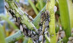 several bugs crawling on the stems of corn stalks