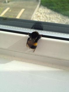 a small brown and black bird sitting on top of a window sill next to a white wall