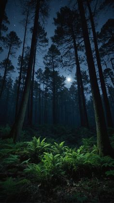 the night sky is lit up in the forest with tall trees and ferns on the ground