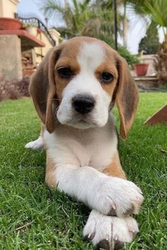 a brown and white dog laying on top of green grass