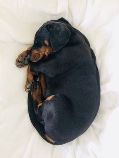 a small black and brown dog laying on top of a white bedding covered in sheets