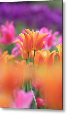 an orange and pink flower is in the foreground with many other flowers behind it