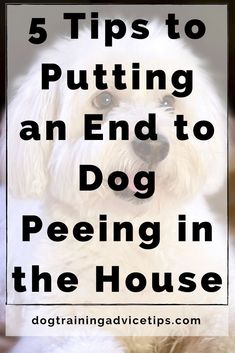 5 Tips to Putting an End to Dog Peeing in the House. #dogtrainingadvicetips #dogbehavior #dogtraining #dogobedience #dogtrainingtips #dogtips #dogpotty #dogs #dogtrainingbasic Dog Pee Smell, Cairn Terriers, Dog Urine, Dog Remedies, Dog Potty, Dog Potty Training, House Training Dogs