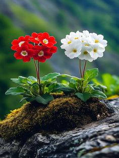 Good Morning Image, Rock Flowers, Good Morning Roses, Beautiful Pink Flowers