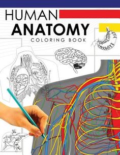 An Easier and Better Way to Learn Anatomy.The human body is wondrously complex, with 700 muscles, 206 bones, and countless cells and tissues ... but studying and remembering all of them can be overwhelming!Instead of rote memorization, the Anatomy Coloring book helps you take an interactive approach to learning anatomy through coloring. Not only can this take less time than memorizing from textbooks and flashcards, but the process thoroughly fixes anatomical concepts in your mind for easier visu 206 Bones, Learning Anatomy, Learn Anatomy, Anatomy Coloring, Anatomy Book, Anatomy Coloring Book, Cells And Tissues, Medical Videos, Forensic Science